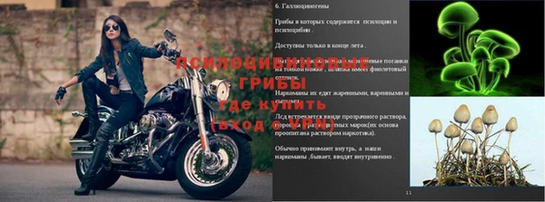 PSILOCYBIN Нефтегорск